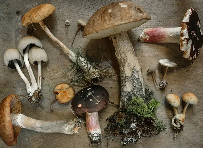 Mushroom