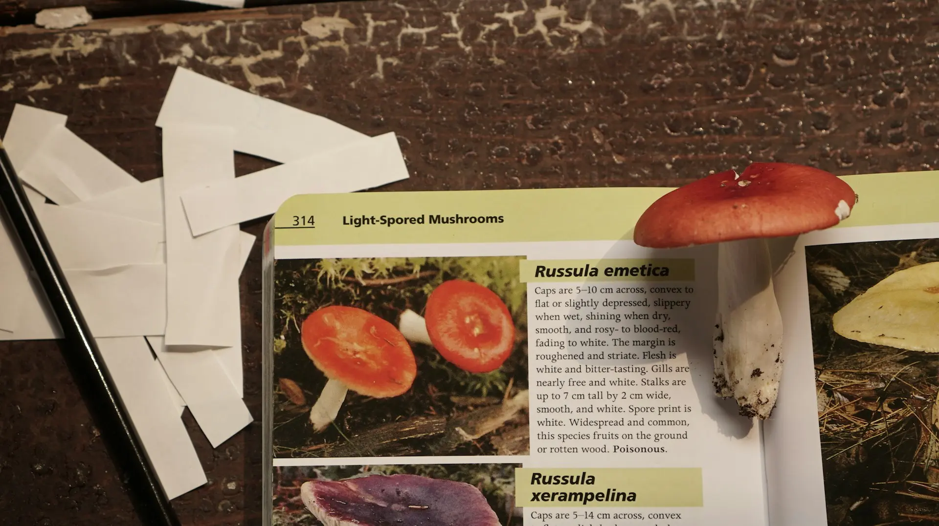 Identity mushrooms