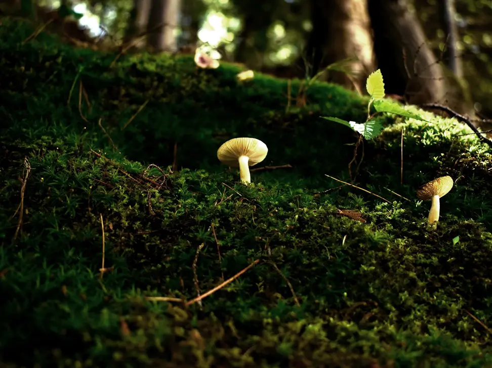 Nature scene