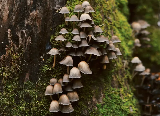 Mushroom