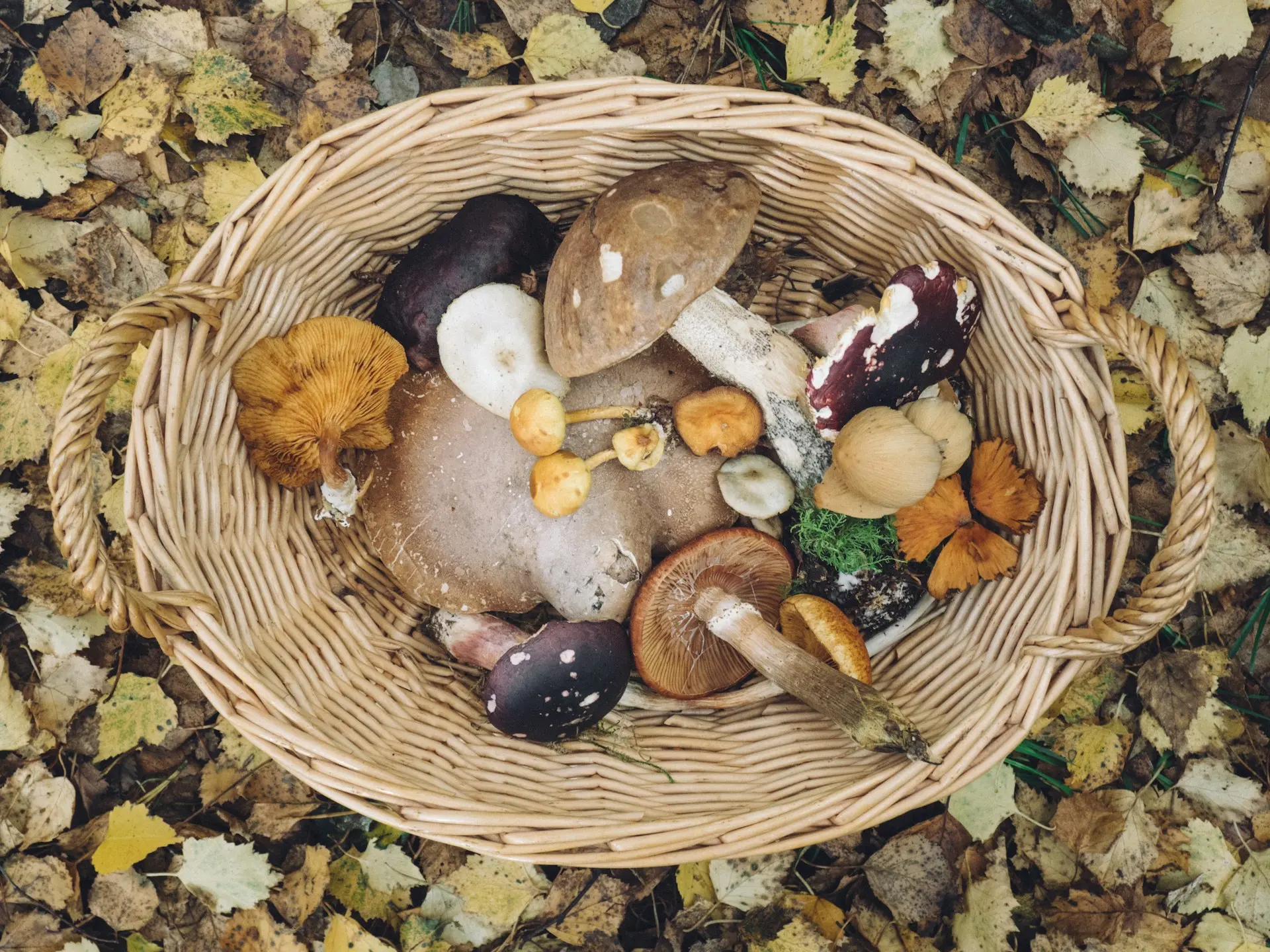 Start Foraging