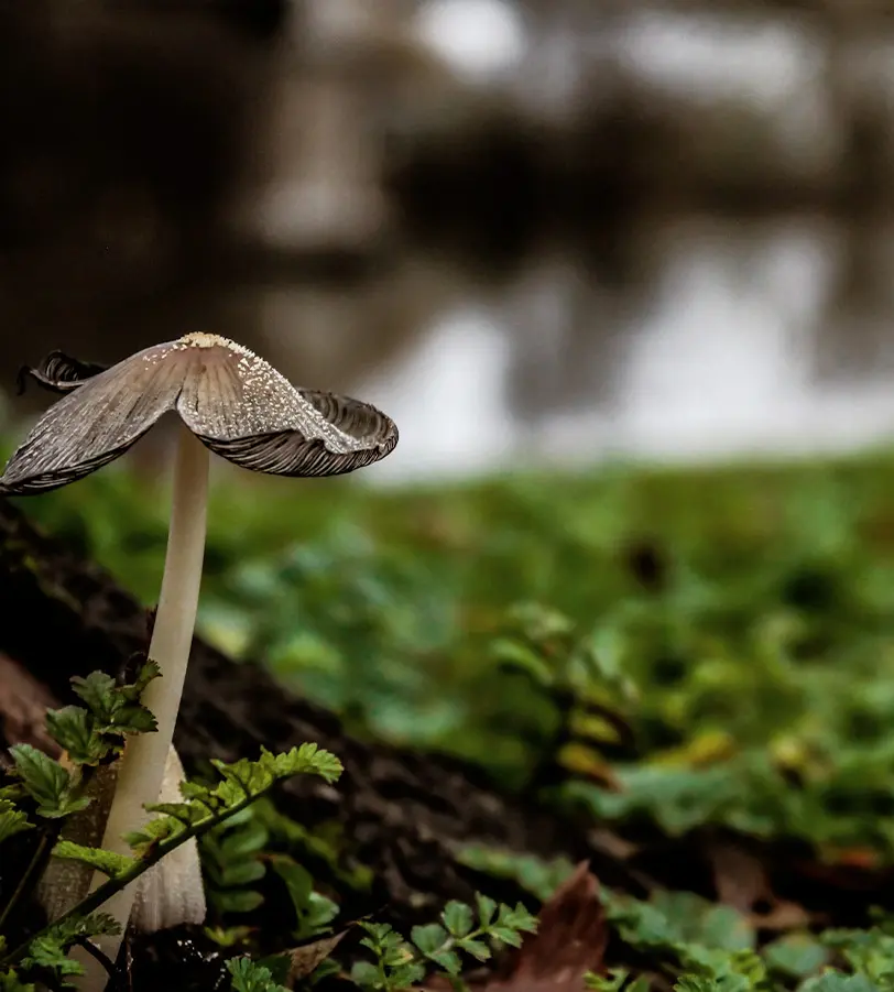 Porcini mushrooms